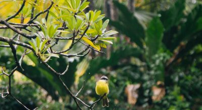 Bird in Tulum Gran Cenote