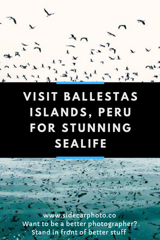 Ballestas Islands, Peru